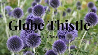 Globe Thistle Grow and Care Tips [upl. by Berl]