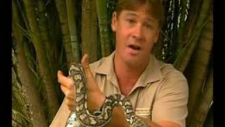 Steve Irwins Wildest Animal Encounters Part 1 [upl. by Taka]