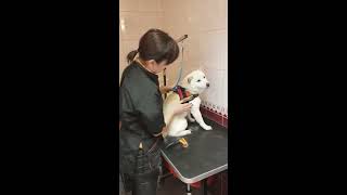 Groomer Calms Angry Dog Patiently  990150 [upl. by Alleirbag83]