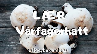 Lær vårfagerhatt Calocybe Gambosa [upl. by Erodavlas]