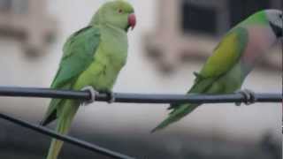 Redbreasted Parakeet safeguarding his girlfriend [upl. by Nauht]