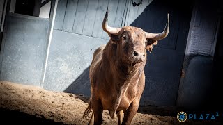 SORTEO  Toros de Araúz de Robles [upl. by Reppart438]