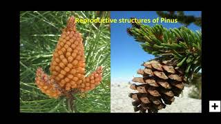 Reproductive Structures Of Pinus [upl. by Dyan]