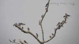 Urdaibai Bird Center  Riparia riparia amp Hirundo rustica [upl. by Esidnak]