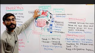 Pharynx Anatomy and Physiology of Pharynx Structure  Functions Parts of Pharynx [upl. by Enieledam857]