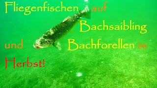 Fliegenfischen auf Bachsaibling und Bachforellen im Herbst [upl. by Enitsahc]