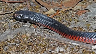 Red Bellied Black Snake hunting [upl. by Lahsram]