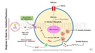 Sulfonylurease Mechanism of Action Animation  Anti Diabetics  Sulfonylurease  Diabetes Mellitus [upl. by Collbaith706]