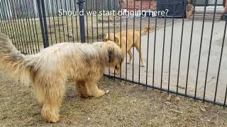 Briard Barking At A Dog Behind The Fence [upl. by Adrial]