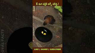 Black Sicklebillfactsintelugu youtubeshorts shortvideo [upl. by Eerej473]