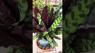 UPDATE Rescued Calathea Lancifolia is thriving [upl. by Namia]