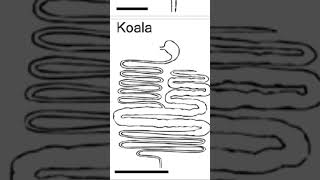 How Koalas Digest Food [upl. by Nadler]