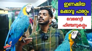 ഇണക്കിയ മക്കാവുവും വെറൈറ്റി ഫിഞ്ചസുകളും  Fully Tamed macaws and variety finches  Grey Parrot [upl. by Eissej748]