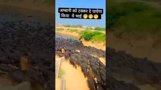 shortvedio murra nasal ki buffalo 🐃 kitni h [upl. by Hepsiba]