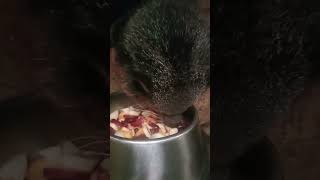 Анфиса ♥️ bearcat binturong сафарипарккраснодар zoo zooanimals [upl. by Nebur]