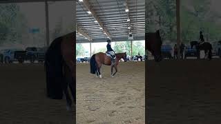 Hunter Under Saddle Explained shorts aqha quarterhorse hunterundersaddle horseshow [upl. by Kara]