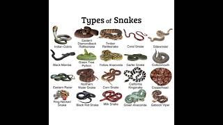 Diffrent types of Snakes  DR Binocs [upl. by Anwahsed259]