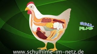 Das Huhn  Schulfilm Biologie [upl. by Platto]