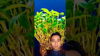 Mung beans🫛🫛growing time lapse reaction😍plants timelapseshorts reactionshortsfeedyoutubeshorts [upl. by Enoid]