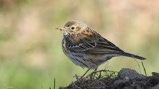 Meadow Pipit Anthus pratensis [upl. by Annahavas754]