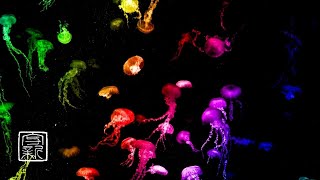 Soothing🌏Peaceful🙏Music 12HRS with Mysterious Rainbow🌈color Jellyfish will bring peace🌏to your mind [upl. by Attenrad]