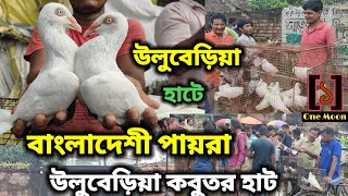 Uluberia Pet Market  Current Exotic Pigeon Price Update at Uluberia 05102024  One Moon [upl. by Atinomar440]