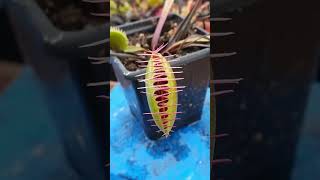 3 Facts About The Venus Flytrap [upl. by Ash]