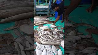 Fish unloading from fishing boat fish fishing fishmarket [upl. by Lucho]