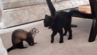 Ferret vs Cat  Part 4 [upl. by Yliah]