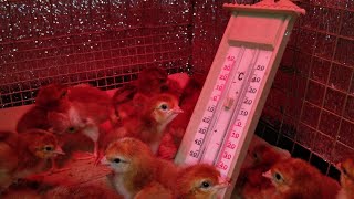 Rhode Island Red chicks for saleBohol Philippines [upl. by Lonni]