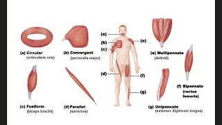 Fascicle Arrangements [upl. by Aina]