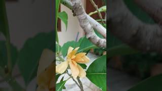 Sampanga rammasampangi flower trending cute viralreels [upl. by Bowden]