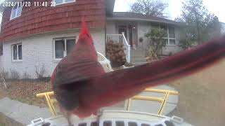 Daily Birdwatching  Netvue Birdfy Birdfeeder Cam  November 20 2024 [upl. by Obaza]