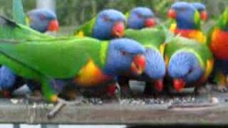 Rainbow Lorikeets  Feeding [upl. by Ong]