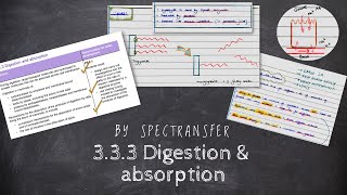 EASY REVISION AQA ALevel Biology 333 Digestion amp Absorption [upl. by Cirri]