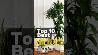 Best air purifying indoor plants 🌱 indoorplants shortvideo [upl. by Ikciv295]