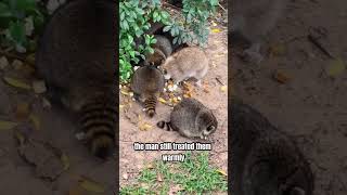 A man rescued trapped racoons [upl. by Emmett]