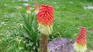 Belle floraison de kniphofias  tritomes  tison de satan [upl. by Arvo531]