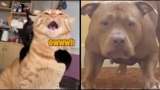 Best Animal Voiceovers  Ep 40 [upl. by Nocam]