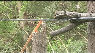 Storm brought down numerous trees in Conway [upl. by Yahsel]