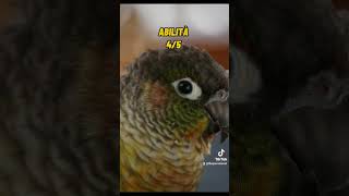 Pyrrhura Molinae Conuro guance verdi parrots conure animali [upl. by Gnov802]