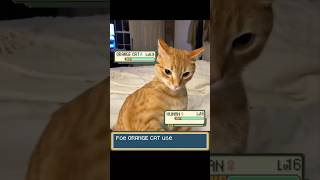 If Orange Cats were Pokemon pokemon memes orangecat [upl. by September777]