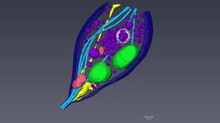 Neuron Animation [upl. by Nnael]