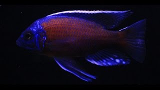 Copadichromis Borleyi Kadango Courtship and Spawn 1080 HD [upl. by Ayomat]