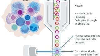 Flow Cytometry [upl. by Suaeddaht349]