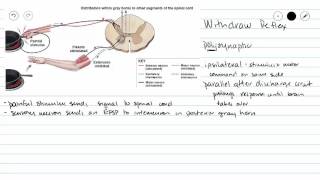 Withdraw Reflex flexor reflex [upl. by Enorahs675]