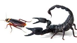 WHAT HAPPENS IF AN AMERICAN COCKROACH SEES A BIG SCORPION ASIAN FOREST SCORPION VS COCKROACH [upl. by Isdnil]