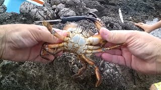 A caccia di granchi felloni favolli pelosi tra gli scogli Crab hunting [upl. by Coralie189]