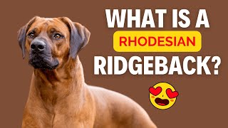 What is a Rhodesian Ridgeback [upl. by Nho586]