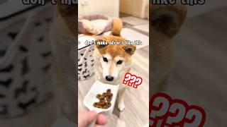 what social media dog food adverts should look like cutenessoverload [upl. by Yecies912]